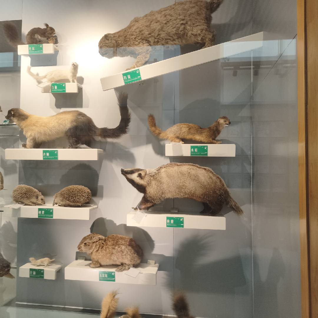 森林动物标本展柜